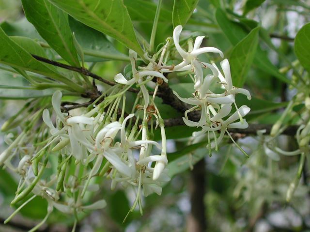 Pavetta gardenifolia (1)